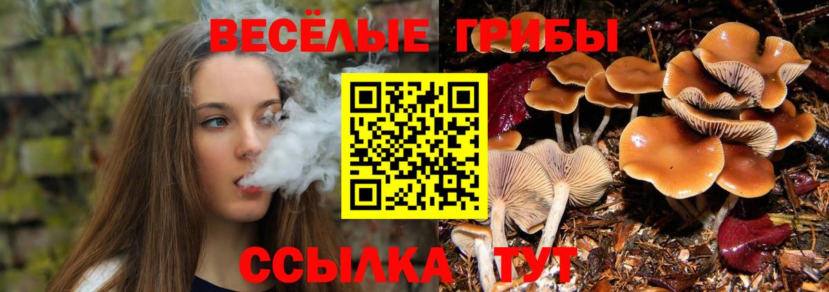 Псилоцибиновые грибы Psilocybe  Вход с VPN  Рославль 